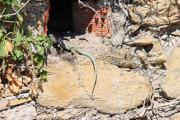 stone wall antique yellow with a lizard
