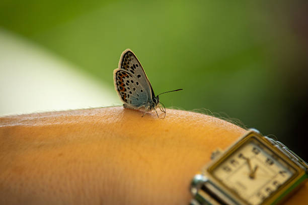 A lycaenides Butterfly on a hand
