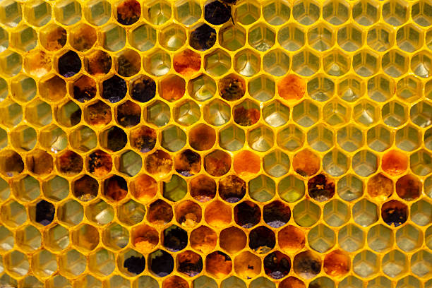 The pollen is used as food for developing bees and also in alternative medicine. Original background.