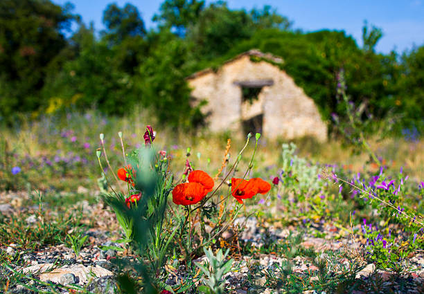 close up of a red poppy flower