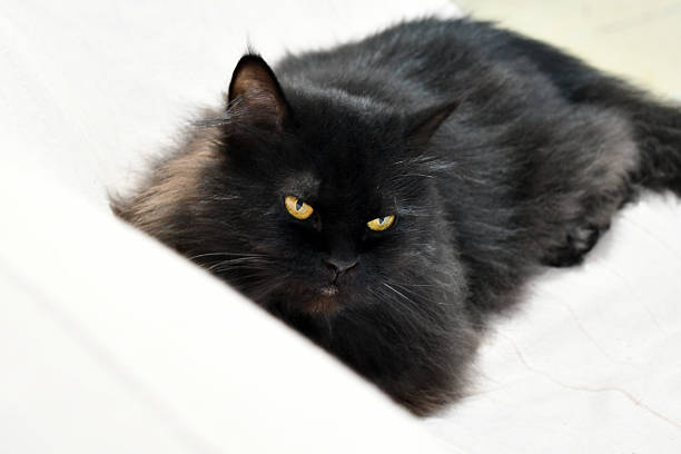Persian cat sitting on the sofa at home. Black Persian cat looking at the camera.