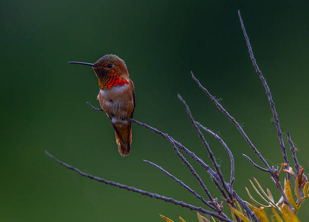 Close-up view of an Allen’s hummingbird resting on a bare twig, its shimmering gorget glowing in warm tones. The soft background and natural light emphasize the bird’s fine feathers and peaceful moment in nature.