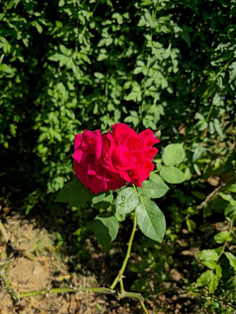Deep red roses stand out against a dark, leafy background. Bright sunlight illuminates the delicate petals and green leaves, creating a striking contrast in nature