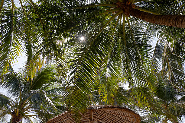 Palm trees in tropical garden, Mui Ne