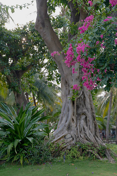 Bougainvillea and banyan trees in tropical garden, Mui Ne