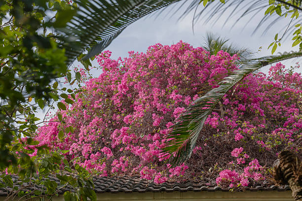Bougainvillea flowers with kaleidoscopic effect in Summer morning