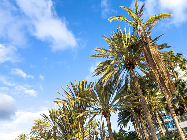Palm trees viewed from below against blue sky creating a summer vacation concept. Image represents holiday mood, travel escape, freedom, relaxation and tropical leisure.