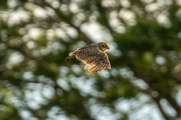 Burrowing owl flying low with wings spread against a blurred forest background in Florestópolis Brazil