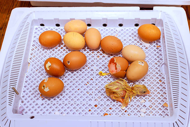 Chicks break through their eggshells on farm as new life starts still unhatched in warm setting