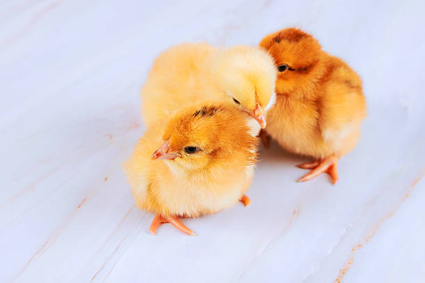 Three small yellow brown chicks stand c each other on light surface
