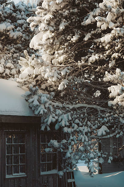 A scenic shot of pine trees covered in snow, next to a cabin. The branches are rubbing against the roof. rubbingShot with a Canon 5D Mark IV.