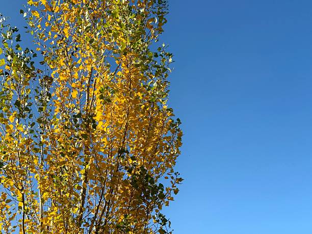 Quaking Aspen tree Populus tremuloides yellow green leaves against sky.