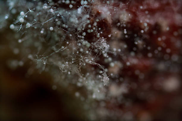 A close-up of egg masses (called ovisacs) of Mealybugs at a citrus plant stem at a backyard in Sydney, NSW, Australia (Photo by Tara Chand Malhotra)