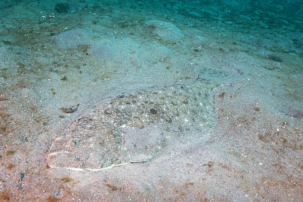 A flounder lies motionless on a sandy seafloor, blending seamlessly into its surroundings through natural camouflage. The flat body and mottled coloration illustrate the adaptation of this bottom-dwelling flatfish to life on the ocean floor. This image is ideal for themes related to marine biology, underwater camouflage, benthic ecosystems, and ocean wildlife.