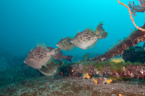 A group of triggerfish swims together along a reef structure covered with soft corals in clear blue water. The fish move in formation near the seabed, highlighting social behavior and the rich biodiversity of the reef environment. This image is ideal for themes related to marine life, coral reef ecosystems, underwater wildlife, and tropical ocean nature.