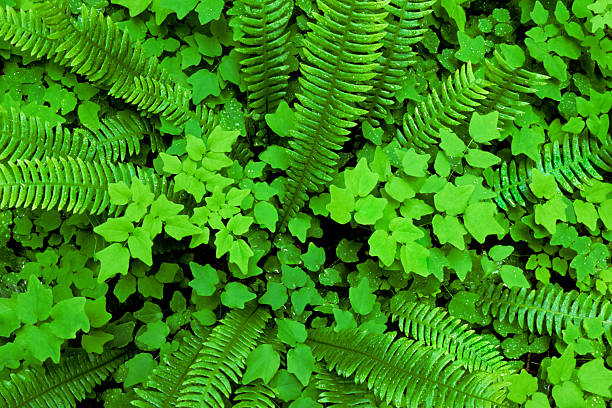 A close-up, full frame photograph of Deer Fernand Inside-Out Flower leaves