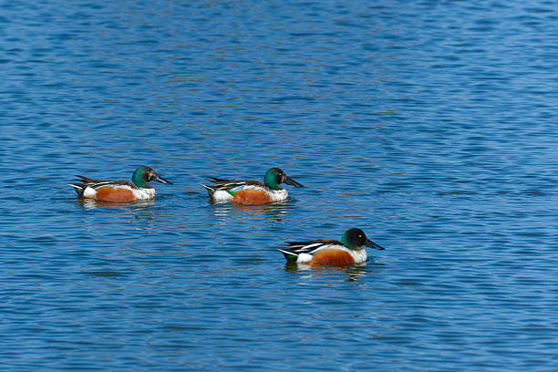 Three Male Northern Shovelers