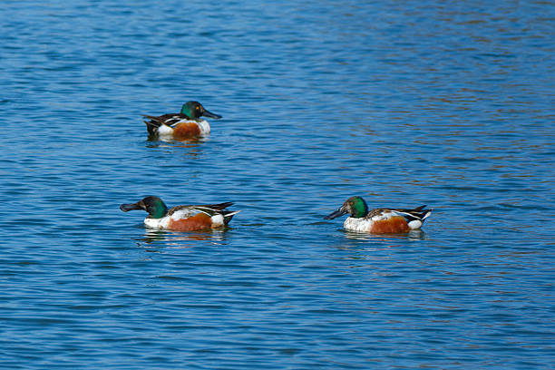 Three Male Northern Shovelers