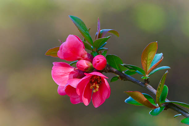 Close-up of Japanese Quince flower