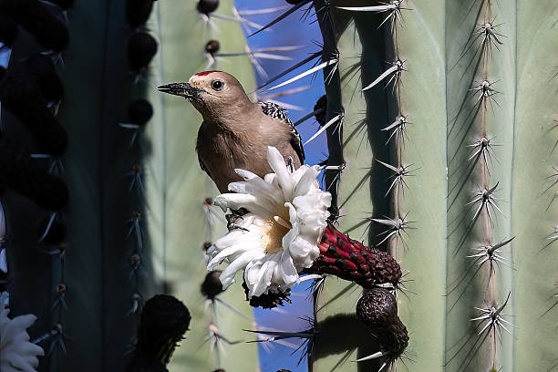 Gila woodpecker (Melanerpes uropygiali), perched on cactus in Arizona's sonoran desert. Looking at camera. Blue sky in the background.