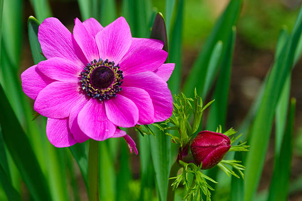 Close-up of Poppy anemone flower