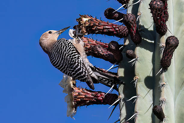 Gila woodpecker (Melanerpes uropygiali), perched on cactus in Arizona's sonoran desert. Blue sky in the background.