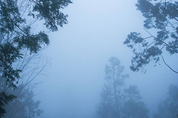 I took this photo of a misty forest in the mountains in autumn.