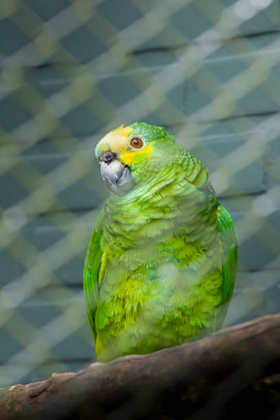A vertical, close-up portrait of a Yellow-crowned Amazon parrot (Amazona ochrocephala) perched on a branch. The bird features vibrant green feathers, a yellow forehead, and striking orange eyes. The blurred wire mesh in the foreground indicates an aviary or sanctuary setting, focusing on wildlife conservation and avian beauty.