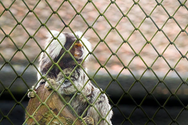 Primate species, including a Javan langur or leaf monkey (Lutung) are seen resting on wooden and natural tree structures within their tropical enclosures at Ragunan Zoo