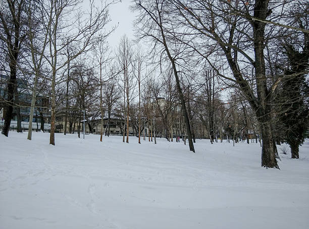 A tranquil winter park scene shows fresh snow blanketing the ground while tall, leafless trees create intricate silhouettes. Distant buildings and a muted sky add an urban touch to the serene, quiet landscape. Footprints mark the snow, suggesting gentle human activity in a peaceful, cold environment.