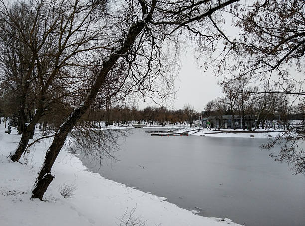 Winter scenic with icy tree branches, ducks swimming in a lake on a winter day, Evansville, IN