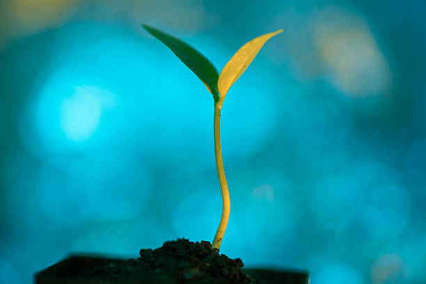 A young green sprout with two tender leaves emerges from dark soil, set against a softly blurred blue bokeh background, symbolizing new growth and renewal in nature.