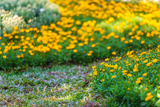 Vibrant yellow flowers bordering a green grass path in a sunny botanical garden. Beautiful soft focus outdoor landscape symbolizing growth, summer, and tranquility.