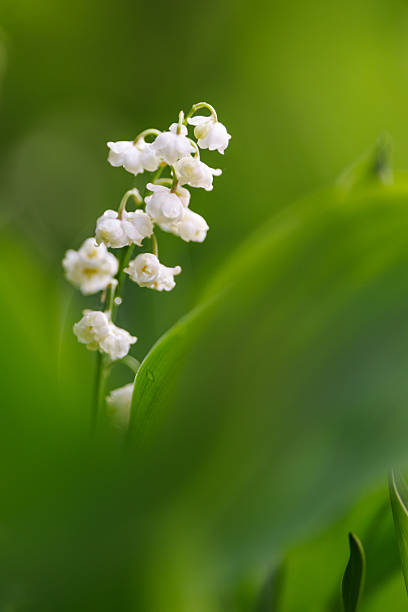 Delicate white lily of the valley flowers in soft green in a spring garden, natural wallpaper or background with a floral motif