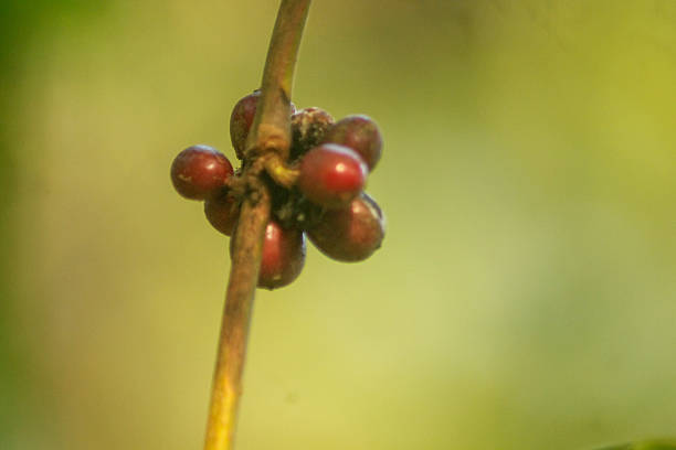 Close up Fresh organic red coffee cherries, raw berries coffee beans on coffee tree plantation. Ripe Coffee Beans on the vine