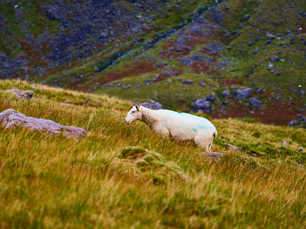 A white sheep with blue markings on its wool and yellow ear tags stands on a lush, green grassy slope. It gazes forward, surrounded by tall grass and distant rocky hills during the day.