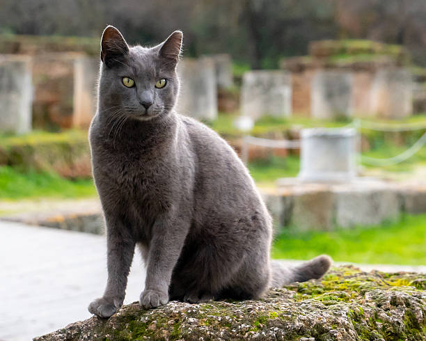 A beautiful grey cat with striking green eyes sits alert on a moss-covered stone among ancient archaeological ruins. The shallow depth of field highlights the cat's detailed fur and features, with the soft-focus Greek ruins in the background representing the harmonious coexistence of animals and history.