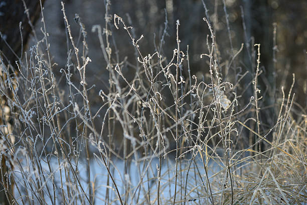 Frost-covered dry plants and thin stems in a winter meadow, illuminated by soft natural light. Delicate ice crystals outline the plants, creating a calm seasonal nature scene with a blurred background. Concept of winter, cold weather, stillness, and natural beauty.