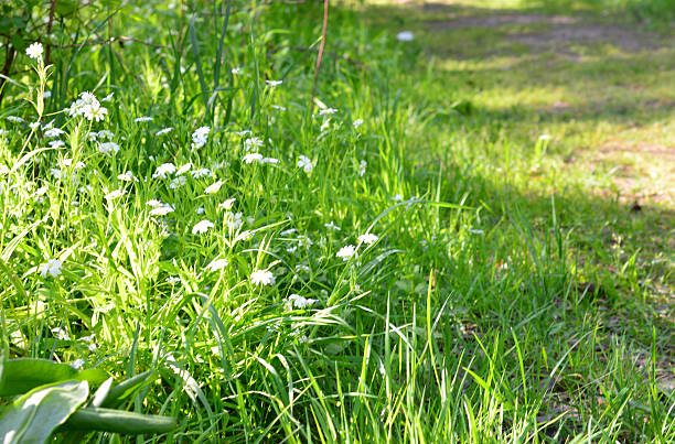 buckwheat field