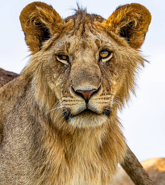 Lion pulling a face and looking at the camera on grey background