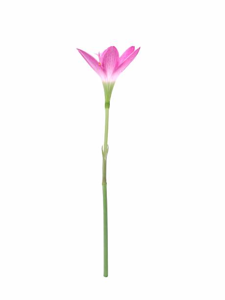 Three pink rain lily (Zephyranthes rosea) flowers isolated on white background. Perfect for floral designs, spring themes, or botanical illustrations