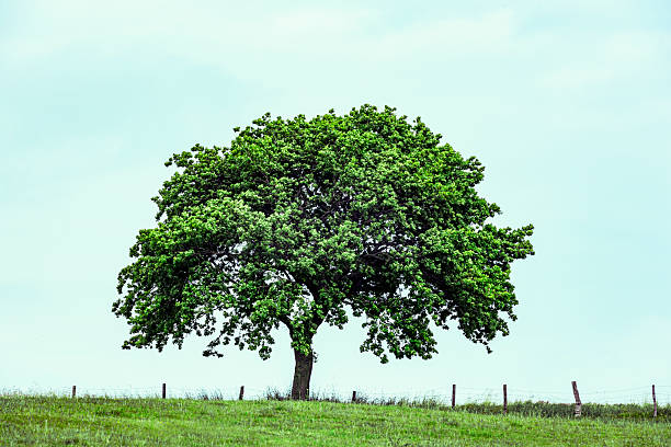 Oak tree trunk in a green field