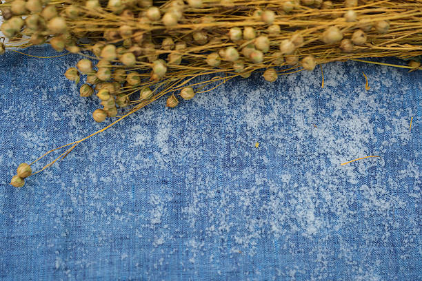 Blue linen fabric, and dry flax plant on the snow. Copy space. Top view.