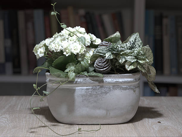 An indoor planter featuring white Hydrangea macrophylla blooms and trailing variegated foliage in a weathered ceramic pot. Placed on a wooden table with a book-filled background, this scene suits Nordic and Danish interiors, cozy reading nooks, and calming decor ideas for stock imagery.