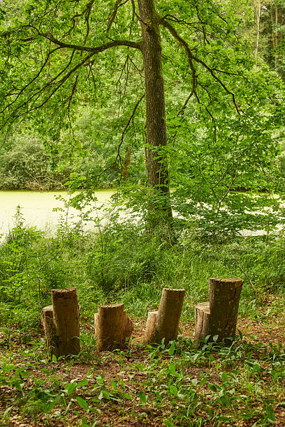 A serene woodland scene featuring a row of short wooden stumps arranged like seating in front of a tree near a calm pond. Lush green foliage overhead and undergrowth around create a tranquil, inviting space for relaxation, reflection, and outdoor gatherings in a natural setting. Tree species resemble Quercus robur and surrounding flora adds a wild, natural feel. Keywords include Denmark to reflect regional context.