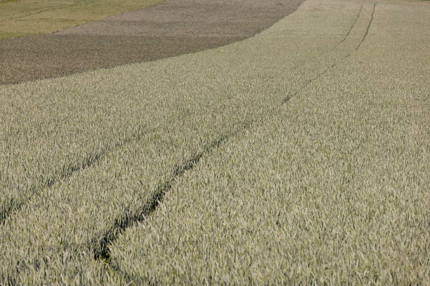different types of cereals that have different colors, wheat and rye and barley growing together