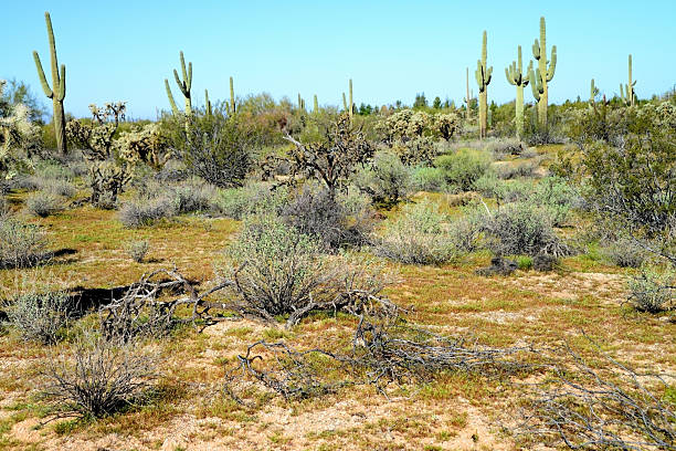 Expansive landscape Sonoran desert in central Arizona USA on a late winter morning