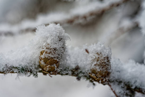 Old female cones of larch tree in winter, middle of December.