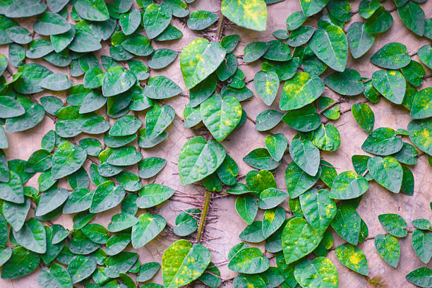 Climbing ivy growing on rustic brick wall background with copy space