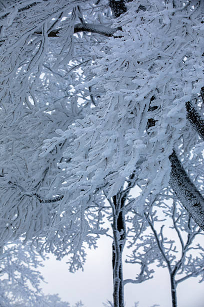 The rime scenery on the high mountains in winter